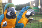 blue and gold macaws for adoption